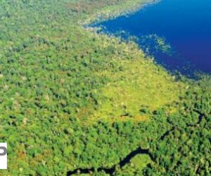 Asia Pulp & Paper Unveils Forest Monitoring Dashboard to Tackle Deforestation and Forest Fires