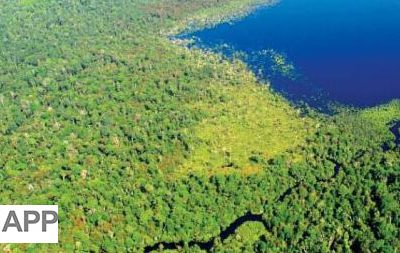 Asia Pulp & Paper Unveils Forest Monitoring Dashboard to Tackle Deforestation and Forest Fires