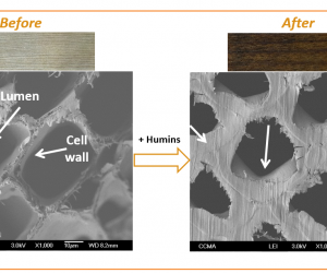 Avantium grants Kebony rights to use its patented technologies on humins for wood modification