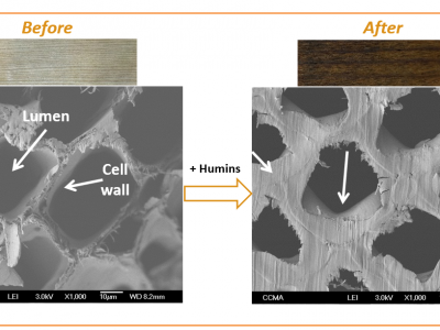 Avantium grants Kebony rights to use its patented technologies on humins for wood modification