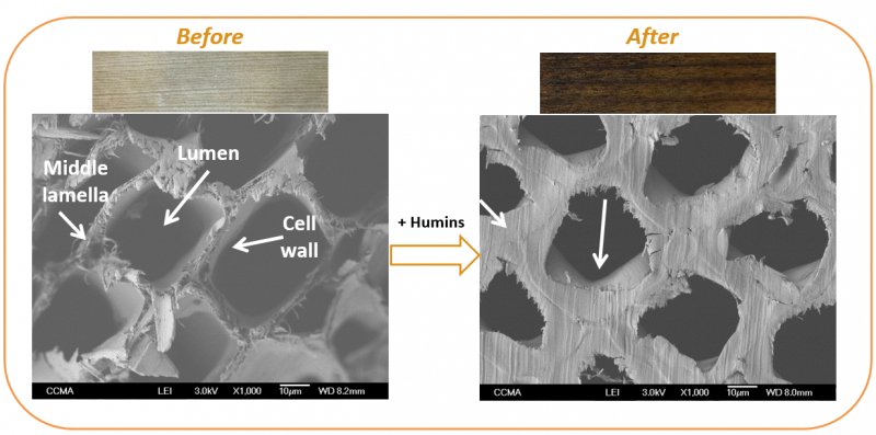 Avantium grants Kebony rights to use its patented technologies on humins for wood modification