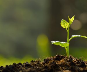 Danimer Scientific and PSI to Create Bio-Based, Home Compostable Film Packaging
