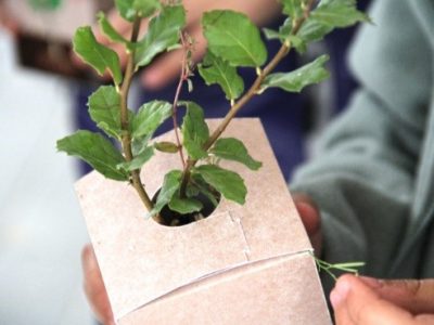 Pro Carton supports National Tree Week with its Trees into Cartons, Cartons into Trees (TICCIT) at Home initiative