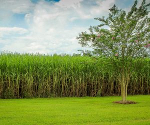 HYPNOS LAUNCHES NEW GROUND-BREAKING CARBON NEUTRAL ECO-PACKAGING SOLUTION