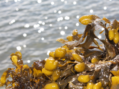 Utilising Redefined Seaweed in Biomaterials