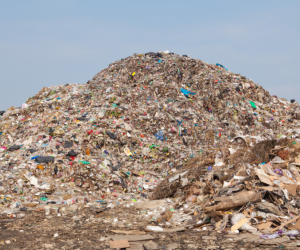 Whitehall advised to back compostable materials to increase food waste recycling