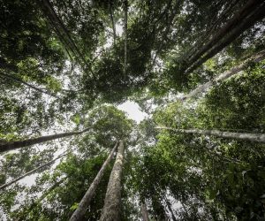 Ranpak Earns Full FSC® Certification for its Paper Packaging Products