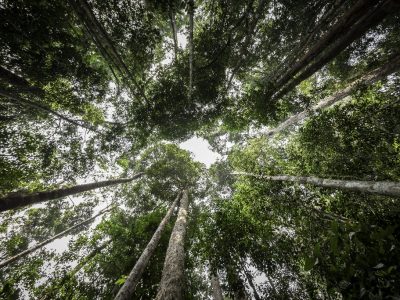 Ranpak Earns Full FSC® Certification for its Paper Packaging Products