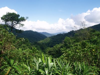 Antalis and their Customers Protect 1,190 Acres of Threatened Tropical Forest