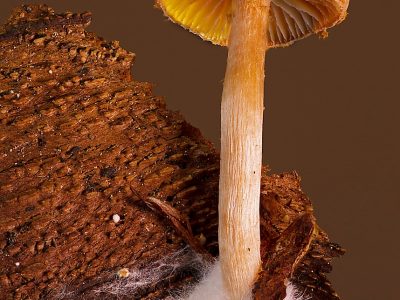 Using mushrooms to make packaging materials