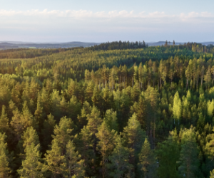 Metsä Board named on the Financial Times Climate Leaders 2021 list
