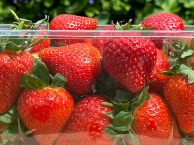Waddington Europe and Produce Packaging Start the Switch To 100% rPET Containers