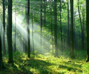 Trust International on sustainable journey with Clevergreen