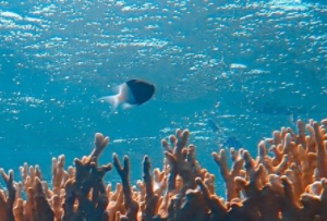 How the eCommerce industry can help save our oceans this World Water Week