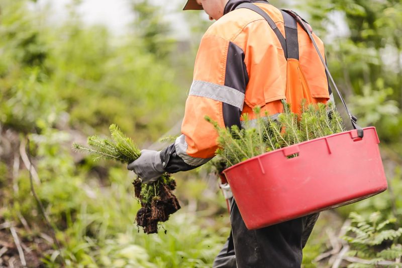 Stora Enso sets ambitious goal of 100% regenerative solutions by 2050 and announces new 2030 sustainability targets