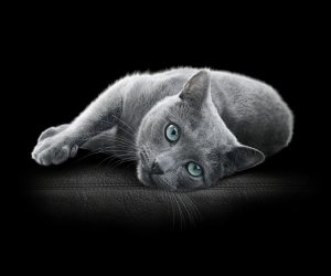 SABIC, Mars Petcare and Huhtamaki extend collaboration to wet pet food packaging based on certified circular polypropylene for SHEBA® brand