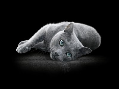 SABIC, Mars Petcare and Huhtamaki extend collaboration to wet pet food packaging based on certified circular polypropylene for SHEBA® brand