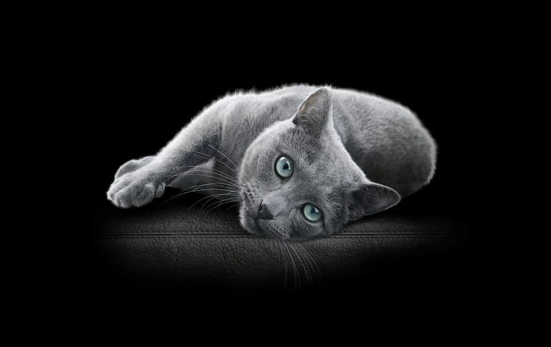 SABIC, Mars Petcare and Huhtamaki extend collaboration to wet pet food packaging based on certified circular polypropylene for SHEBA® brand