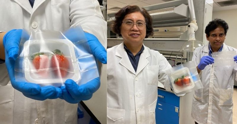 NTU & Harvard scientists develop biodegradable food packaging that can keep strawberries fresh for a longer period