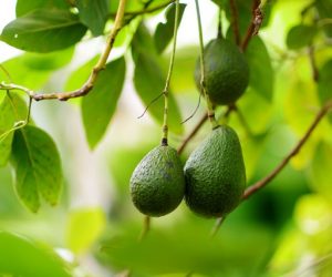 Asda is the first UK retailer to introduce Apeel’s plant-based protection to increase shelf life and help reduce food waste
