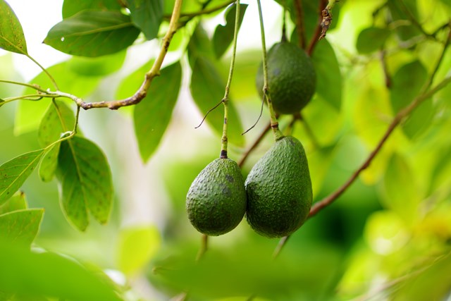 Asda is the first UK retailer to introduce Apeel’s plant-based protection to increase shelf life and help reduce food waste