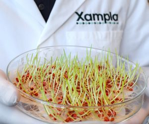 Xampla partners with Croda in UK government-backed trial of microplastic-free seed coatings