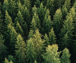 McLaren Packaging invests in carbon offsetting project in Argyll & Bute