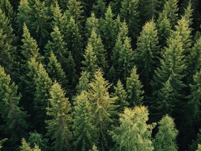 McLaren Packaging invests in carbon offsetting project in Argyll & Bute