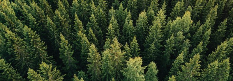 McLaren Packaging invests in carbon offsetting project in Argyll & Bute