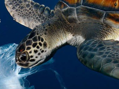 Oceana: Coca-Cola Pledges to Increase Refillable Bottles, but Commitment Lacks Transparency