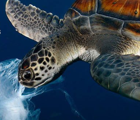 Oceana: Coca-Cola Pledges to Increase Refillable Bottles, but Commitment Lacks Transparency