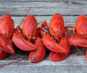 Turning seafood waste into sustainable packaging