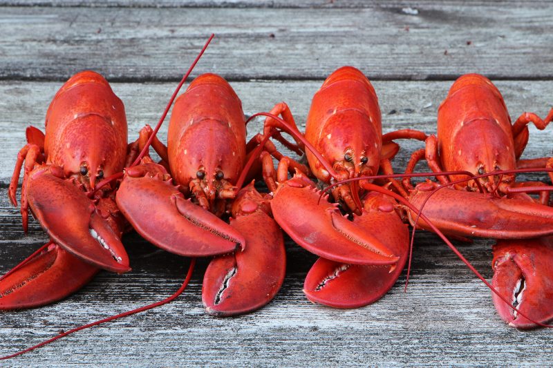 Turning seafood waste into sustainable packaging