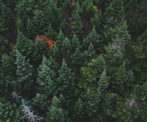 Yangi and packaging value chain partners join forces to develop future biobased packaging